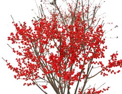 Berry Poppins Holly, Deciduous Shrub, Red Berries
Proven Winners
Sycamore, IL