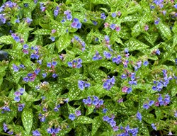 Bertram Anderson Lungwort, Pulmonaria
Garden Design
Calimesa, CA