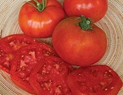 Better Boy Tomato, Tomatoes On Plate
Burpee
Warminster, PA