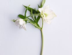 Betty Ranicar
Garden Design
Calimesa, CA