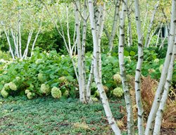 Betula, Birch, Whitespire
Alamy Stock Photo
Brooklyn, NY