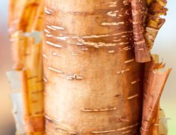 Betula Utilis, Himalayan Birch, Peeling Bark
Garden Design
Calimesa, CA