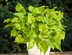 Bewitched Green With Envy Ipomoea, Sweet Potato Vine
Proven Winners
Sycamore, IL