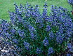 Beyond Midnight Bluebeard, Caryopteris Clandonensis, Blue Flowering Perennial
Proven Winners
Sycamore, IL