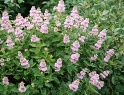 Beyond Midnight Caryopteris, Caryopteris Incana
Proven Winners
Sycamore, IL