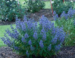 Beyond Midnight Caryopteris, Caryopteris X Clandonensis
Proven Winners
Sycamore, IL