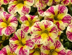Bicolor Calibrachoa, Superbells, Holy Moly
Proven Winners
Sycamore, IL