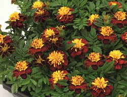 Bicolor Marigold, Yellow And Red Marigold
All-America Selections
Downers Grove, IL