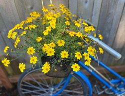 Bicycle Planter
Garden Design
Calimesa, CA