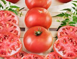 Big Boy Tomato, Sliced Tomatoes
Garden Design
Calimesa, CA