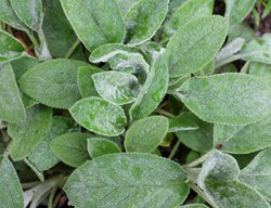 'big Ears' Lamb's Ear, Lamb's Ear Plant
Shutterstock.com
New York, NY