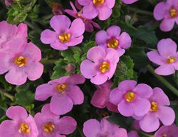 Big Falls Dark Pink Bacopa, Sutera Cordata, Pink Flowers
Ball Horticultural Company
Chicago, IL