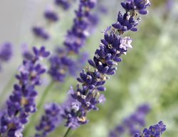 Big Time Blue, Lavandula Angustifolia
Wayside Gardens
Hodges, SC