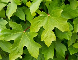Bigleaf Maple, Acer Macrophyllum, Oregon Maple
Shutterstock.com
New York, NY