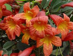 Bignonia Capreolata, Tangerine Beauty
Brushwood Nursery
Athens, GA