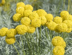 Billy Buttons Flowers, Round Yellow Flowers
Shutterstock.com
New York, NY