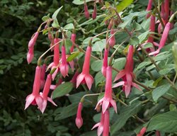 Billy Green Fuchsia, Fuchsia Triphylla
Millette Photomedia
