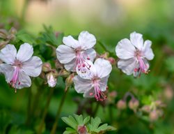 'biokovo' Geranium, Geranium X Cantabrigiense
Shutterstock.com
New York, NY