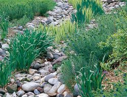Biostream, Excess Rainwater, Iris Pseudacorus, Amsonia
Garden Design
Calimesa, CA