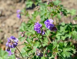 'birch Double' Cransebill, 'birch Double' Cransebill
Shutterstock.com
New York, NY