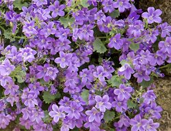 Birch Hybrid Campanula, Bellflower
Garden Design
Calimesa, CA
