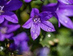 Birch Hybrid Campanula, Campanula Poscharskyana X C. Garganica
Shutterstock.com
New York, NY