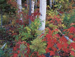  Birch Trees, Fall Trees
Garden Design
Calimesa, CA