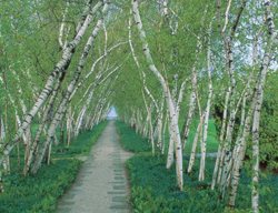 Birch Walk, Stan Hywet Hall
Stan Hywet Hall & Gardens
Akron, OH