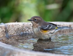 Bird Bath, Bird, Bath
Shutterstock.com
New York, NY