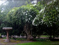 Bird Bath, Natural Gazebo
Garden Design
Calimesa, CA