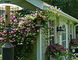 Bird Feeder In Garden
Morty Bachar / Patty Storms
Lewes, DE