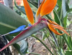 Bird Of Paradise
Garden Design
Calimesa, CA