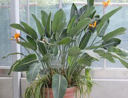 Bird Of Paradise Indoor Plant
Shutterstock.com
New York, NY