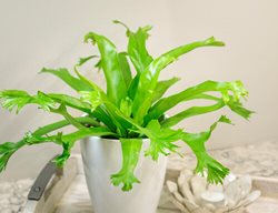 Bird's Nest Fern, Asplenium Nidus
Proven Winners
Sycamore, IL