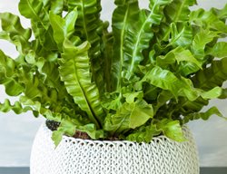Bird's Nest Fern, Asplenium Nidus
Shutterstock.com
New York, NY