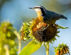 Bird Sunflower, Red Breasted 
Garden Design
Calimesa, CA