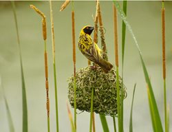 Bird, Weaving
Garden Design
Calimesa, CA
