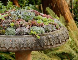 Birdbath Container, Sempervivum Container
Pot Incorporated
Vancouver, BC