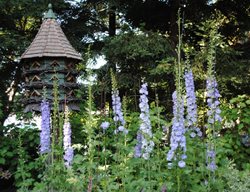 Birdhouse And Delphinium
Garden Design
Calimesa, CA