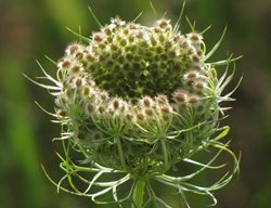 Birds Nest 
Garden Design
Calimesa, CA