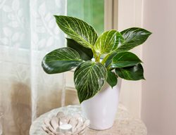 Birkin Philodendron, Philodendron Hybrid
Proven Winners
Sycamore, IL