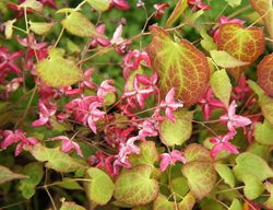 Bishop's Hat, Epimedium Hybrid, Ground Cover Plant
Shutterstock.com
New York, NY