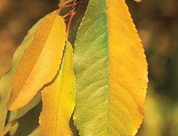 Bitternut Hickory Tree, Fall Foliage
Garden Design
Calimesa, CA