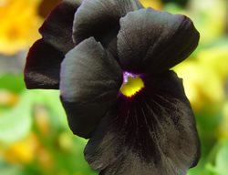 'black Accord' Pansy, Black Pansy Flower
Shutterstock.com
New York, NY