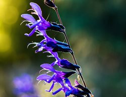 Black And Blue Salvia, Salvia Guaranitica
Garden Design
Calimesa, CA