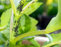 Black Aphids, Aphid Infestation
Shutterstock.com
New York, NY