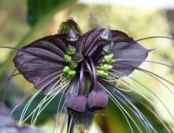 Black Bat Flower, Tacca Chantrieri
Shutterstock.com
New York, NY