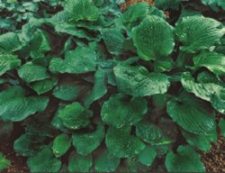 Black Beauty
Garden Design
Calimesa, CA