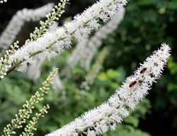 Black Cohosh, Bugbane, Deer Resistant Perennial 
Alamy Stock Photo
Brooklyn, NY