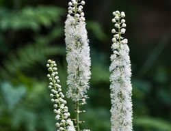 Black Cohosh Plant, Actaea Racemosa
Shutterstock.com
New York, NY